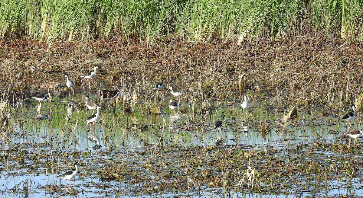 Black-necked Stilt - ML622819094