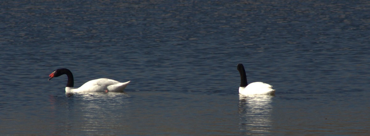 Cygne à cou noir - ML622819101