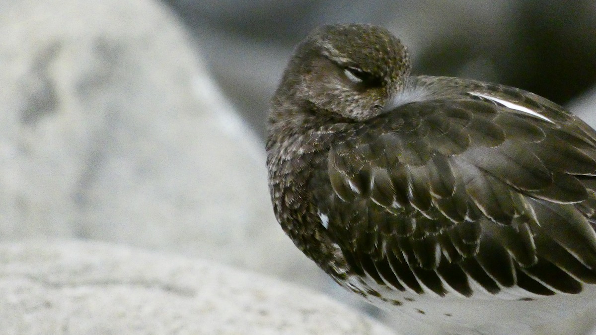 Black Turnstone - Rachel Burgess