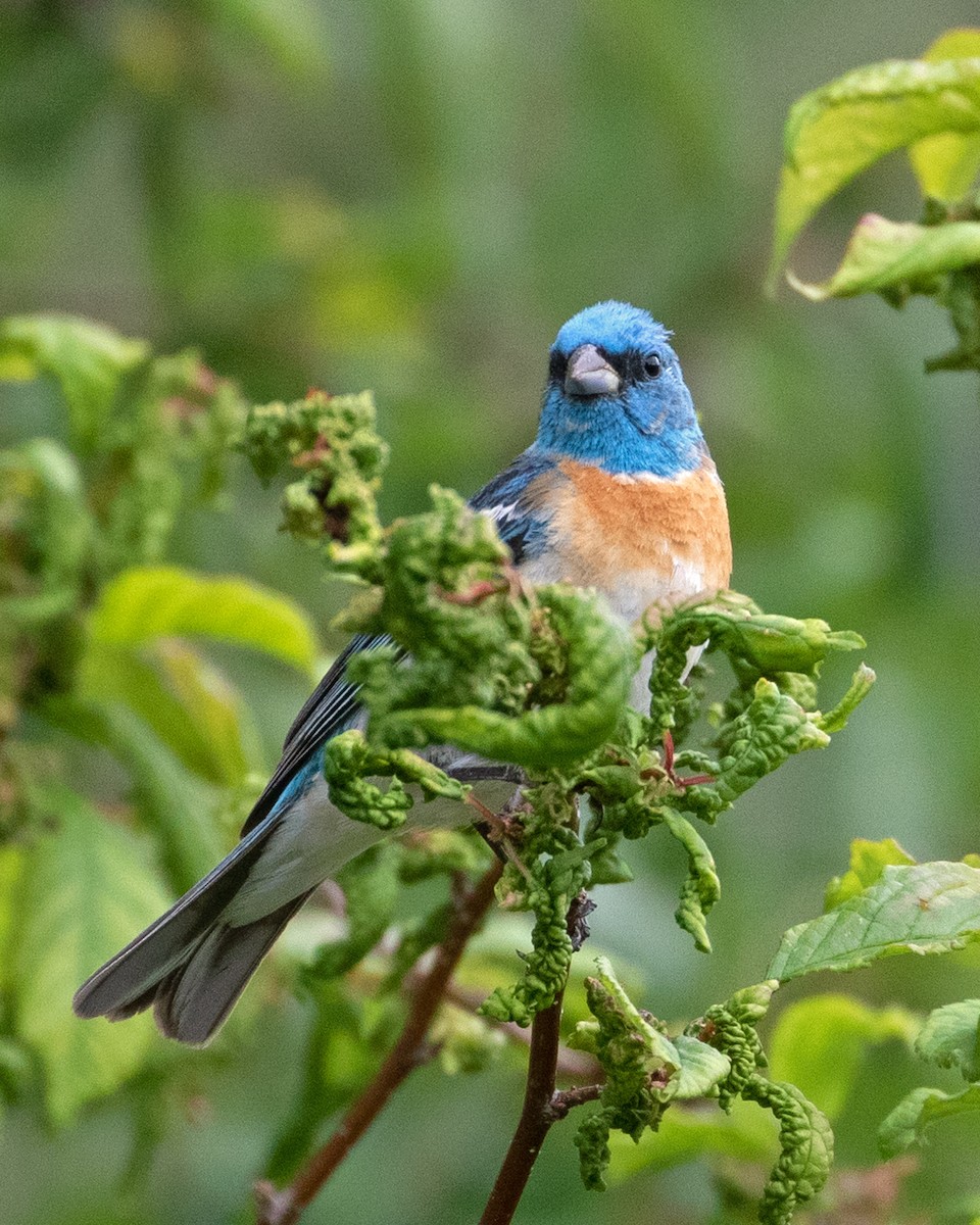 Lazuli Bunting - ML622819115