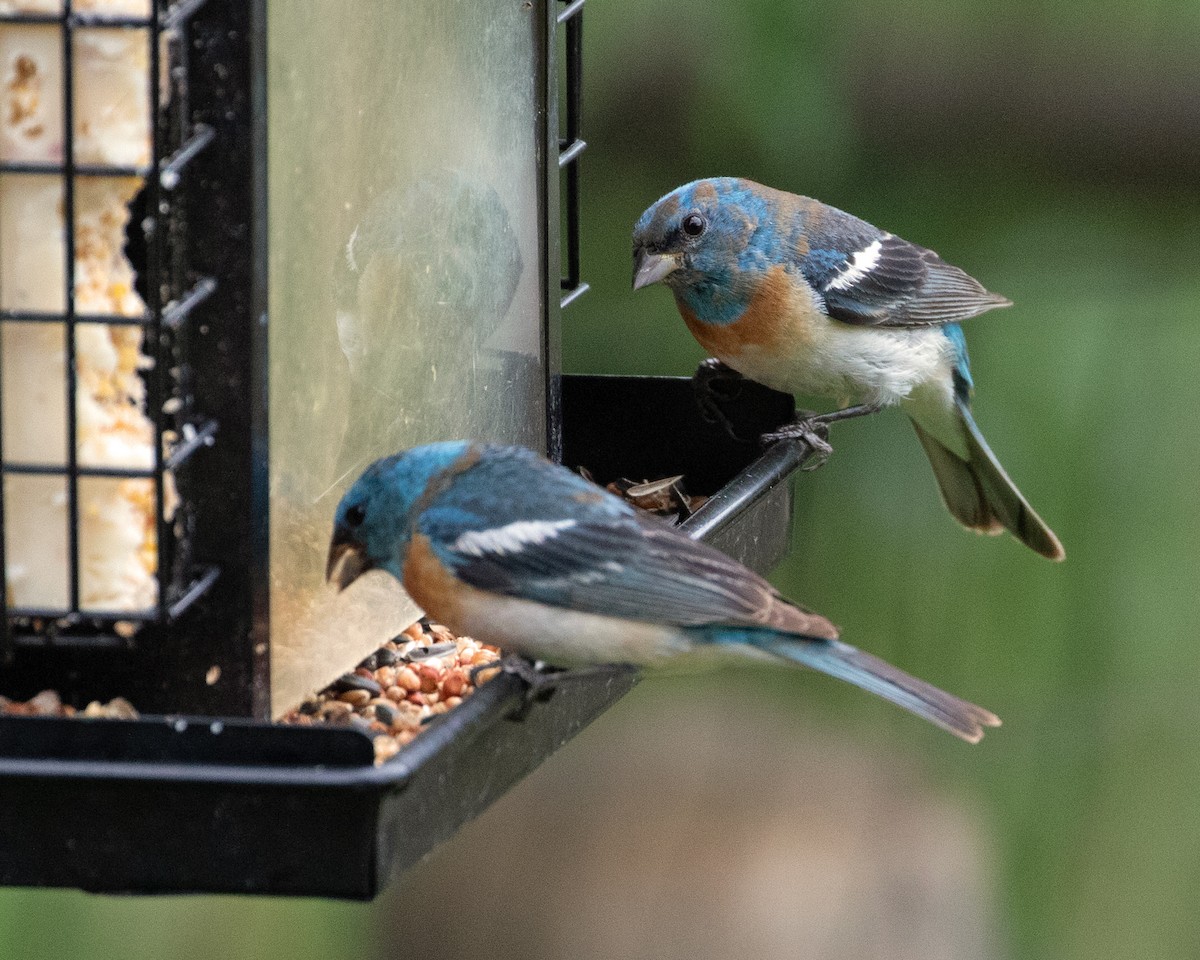 Lazuli Bunting - Don Marsh