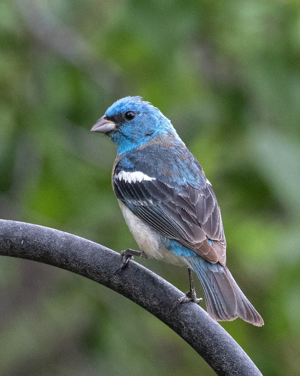 Lazuli Bunting - ML622819117