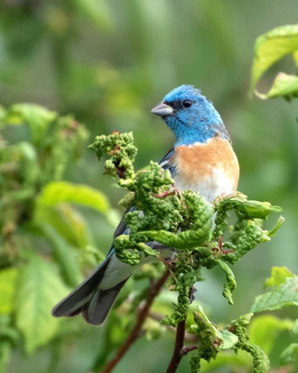 Lazuli Bunting - ML622819118