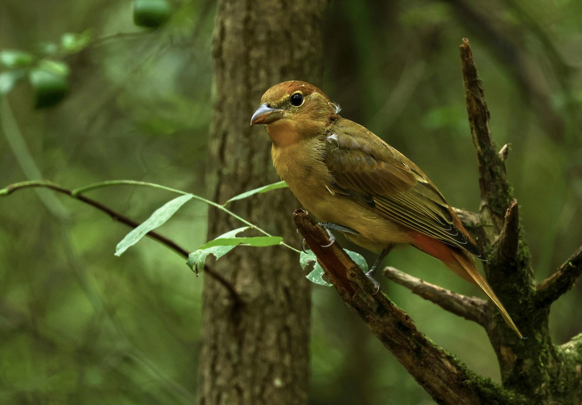 Summer Tanager - Grace Simms  🐦‍⬛