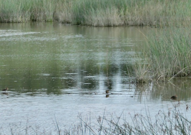 Wilson's Snipe - ML622819152