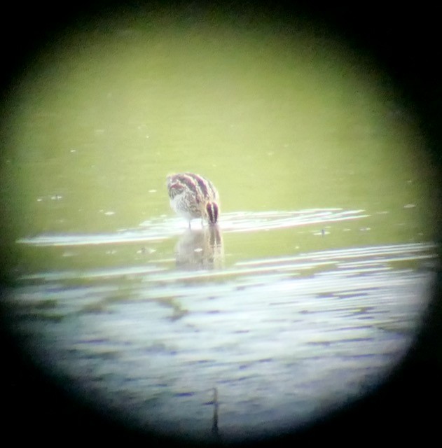 Wilson's Snipe - ML622819153