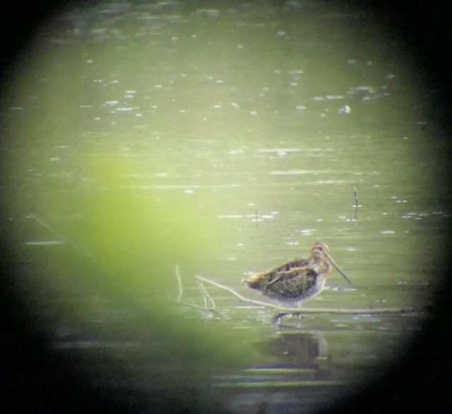 Wilson's Snipe - ML622819154