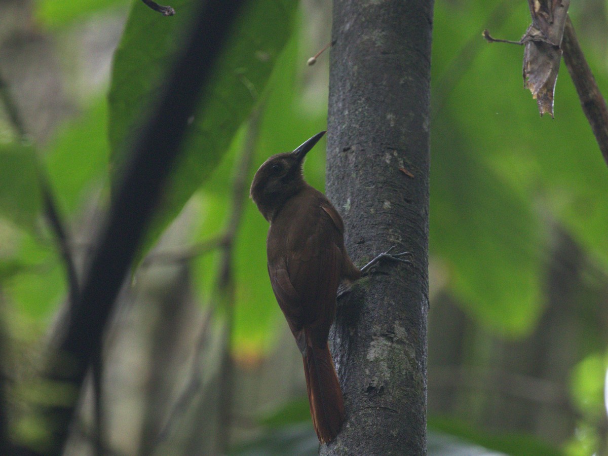 Plain-brown Woodcreeper - Menachem Goldstein