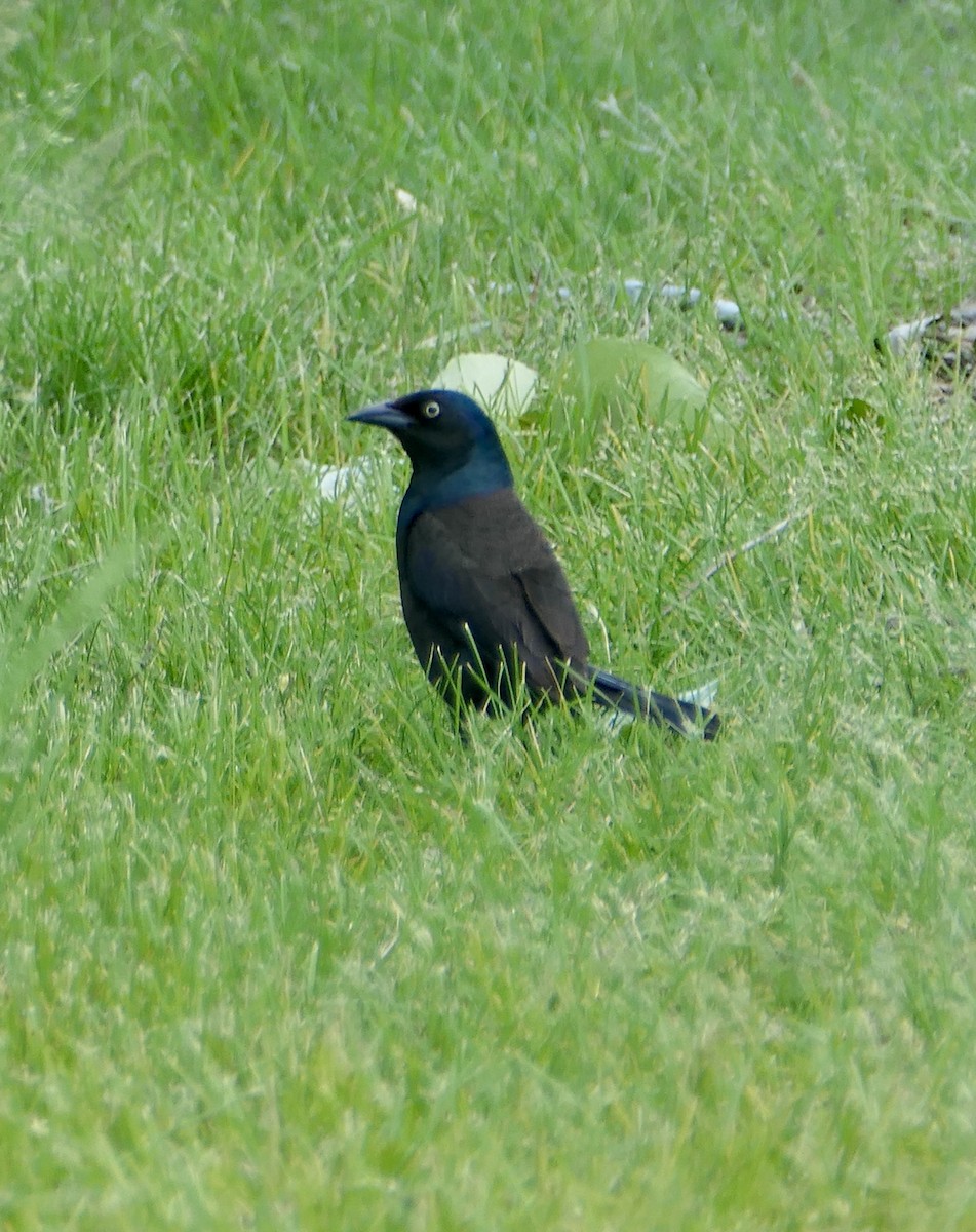 Brewer's Blackbird - ML622819171