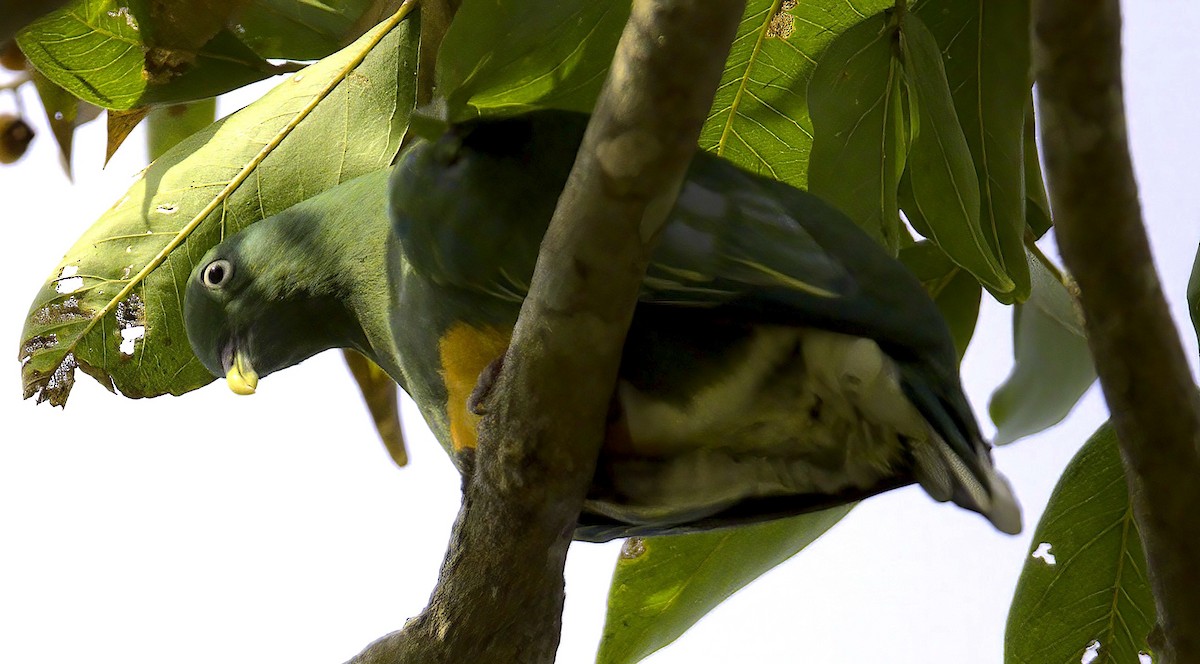 Orange-bellied Fruit-Dove - ML622819184