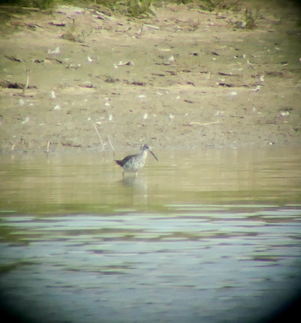 Greater Yellowlegs - L. Scott Milne