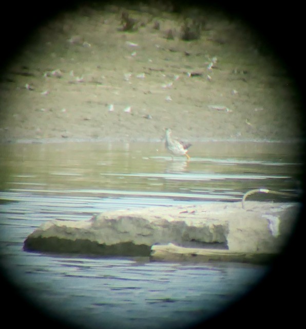 Greater Yellowlegs - ML622819193