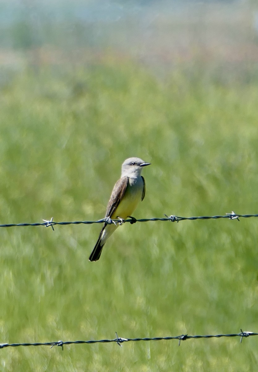 Western Kingbird - ML622819199