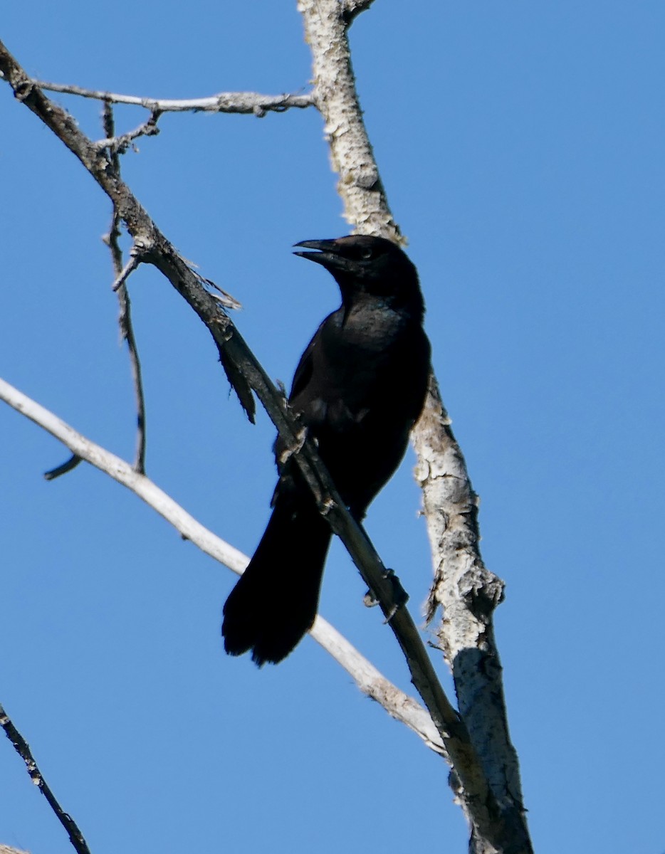 Common Grackle - Jim St Laurent