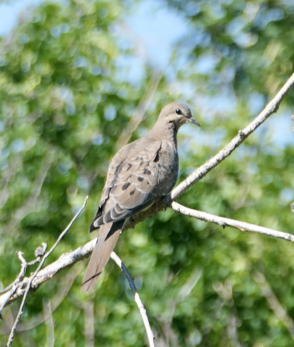 Mourning Dove - ML622819217