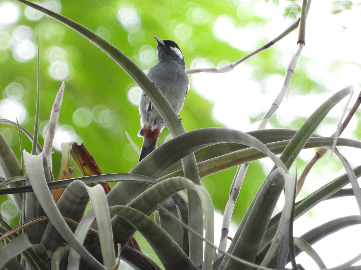 White-eared Conebill - ML622819220