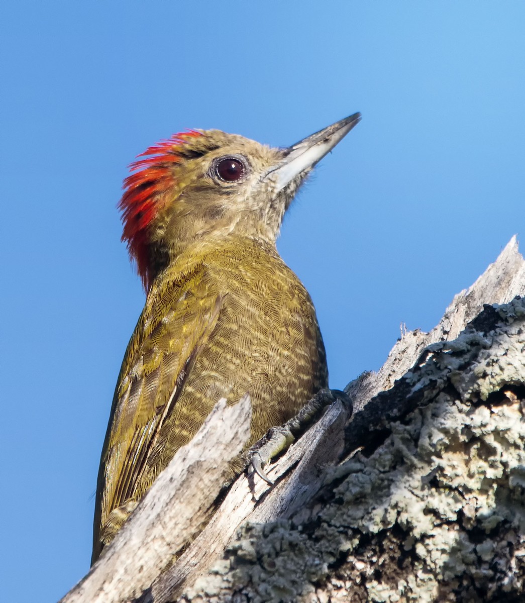 Little Woodpecker - ML622819223