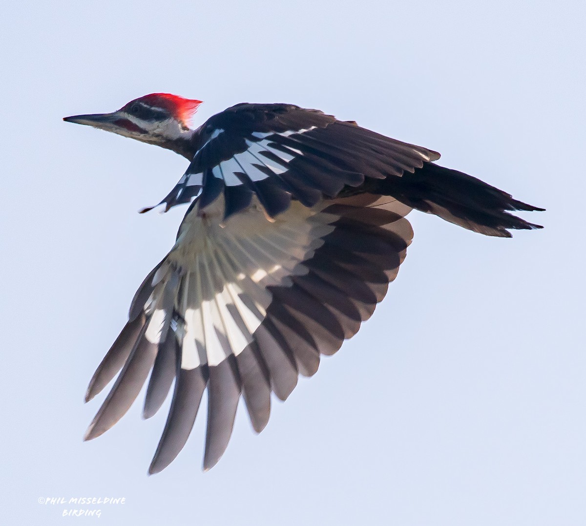 Pileated Woodpecker - ML622819224