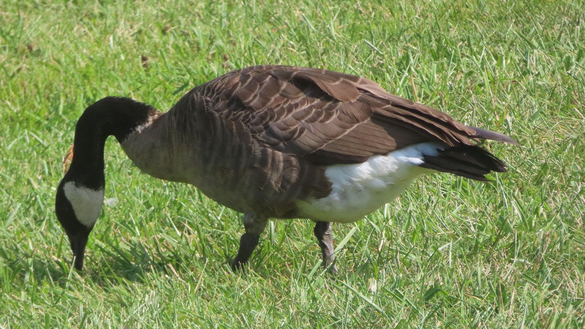 Canada Goose - ML622819232