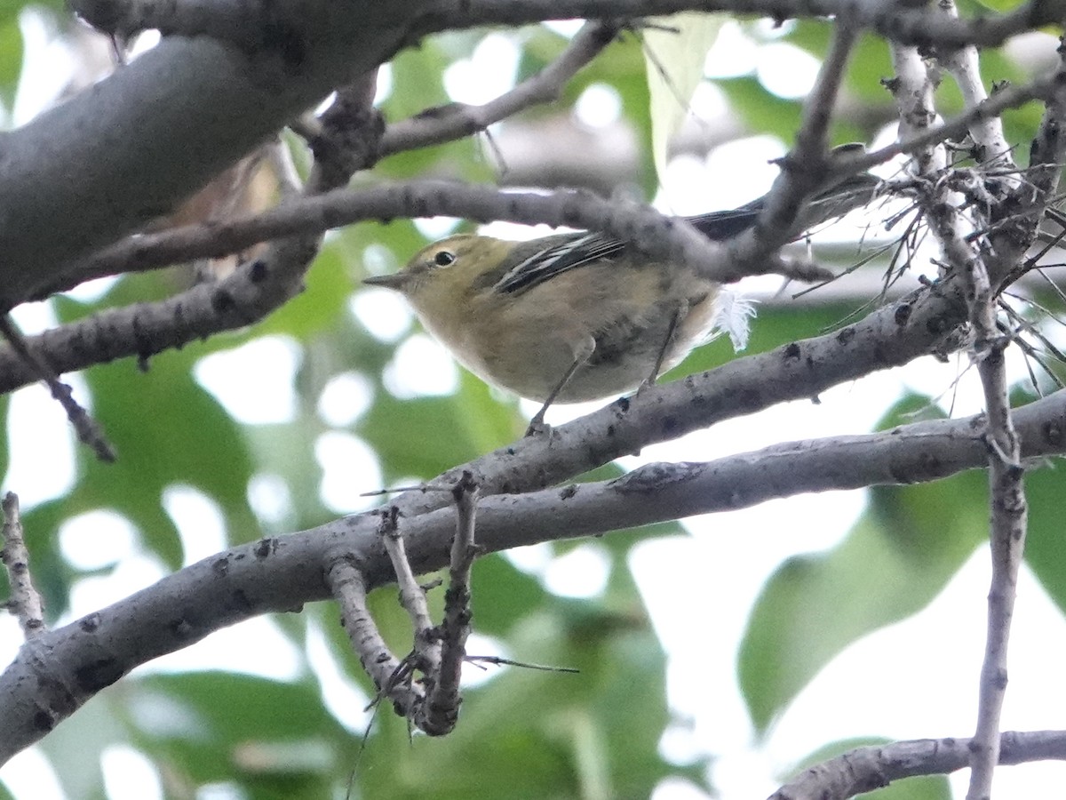 Bay-breasted Warbler - ML622819233