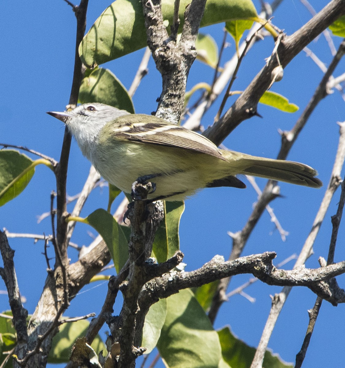 Plain Tyrannulet - ML622819254