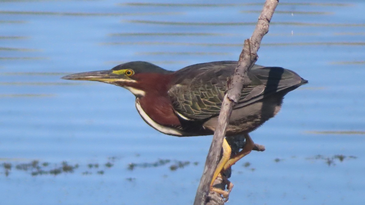 Green Heron - ML622819256