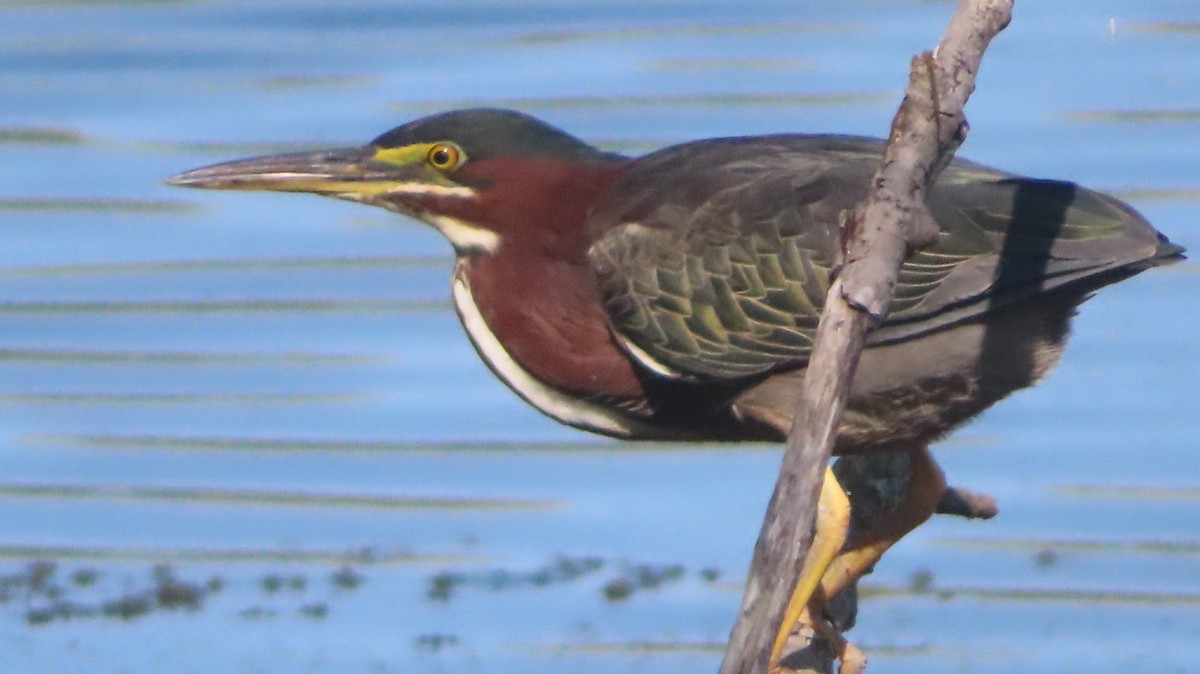 Green Heron - ML622819268