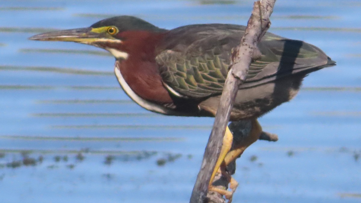 Green Heron - Gregory Allen