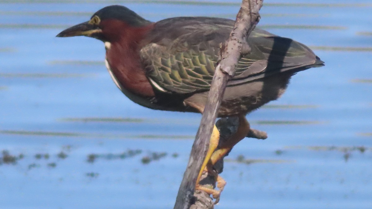 Green Heron - ML622819281