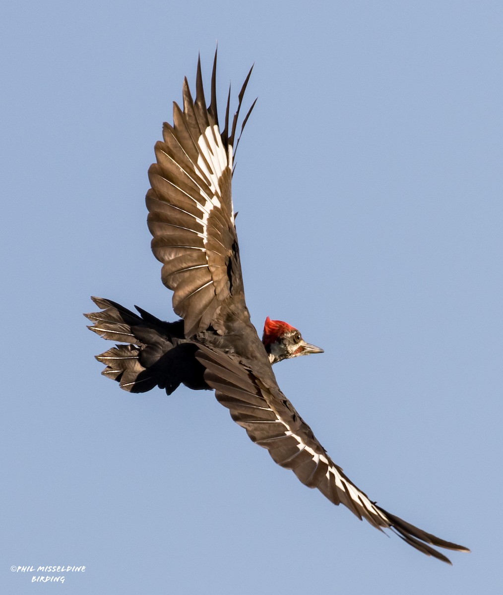 Pileated Woodpecker - ML622819286