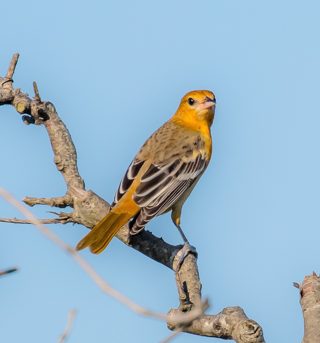 Baltimore Oriole - ML622819308