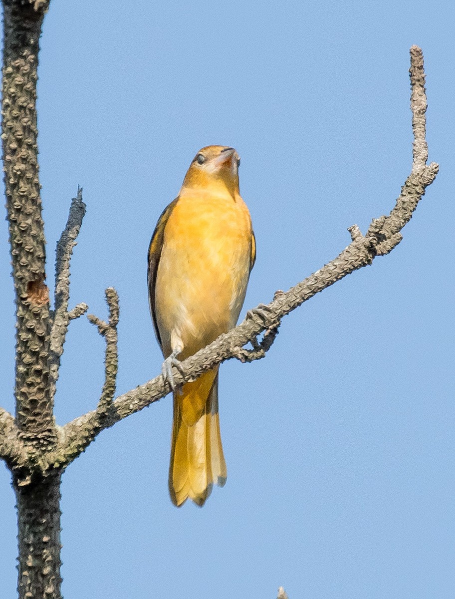 Baltimore Oriole - ML622819309