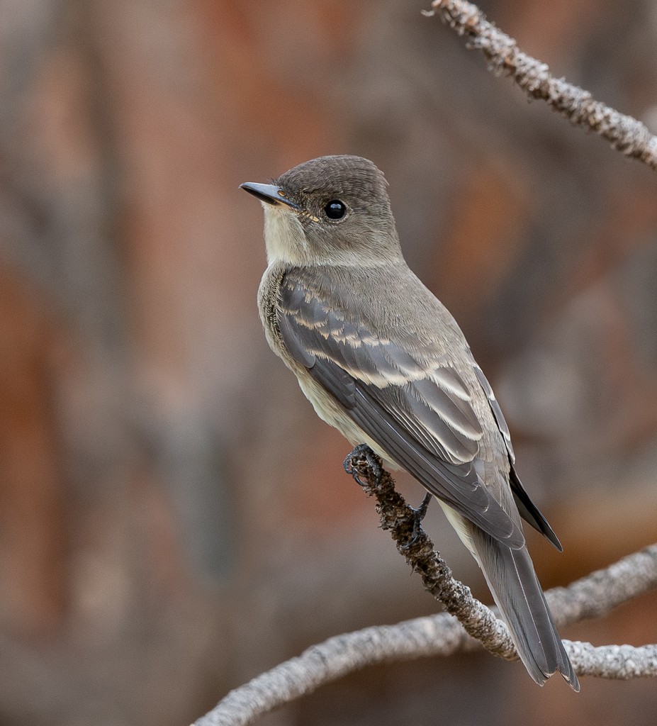 Western Wood-Pewee - ML622819312