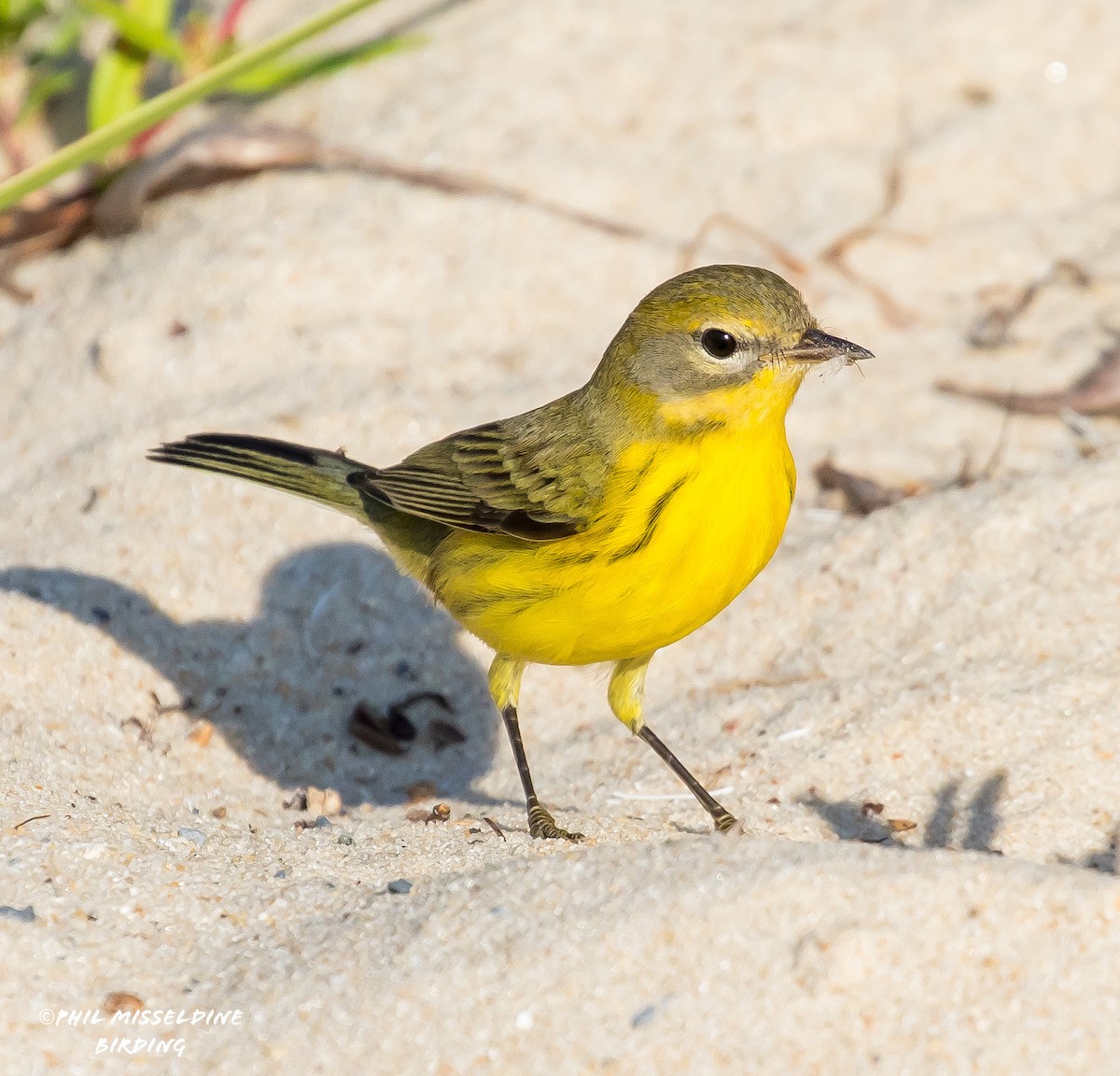 Prairie Warbler - ML622819321