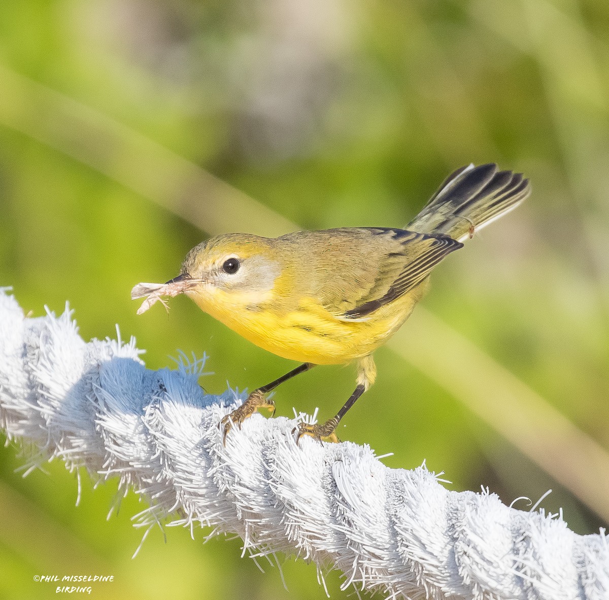 Prairie Warbler - ML622819322