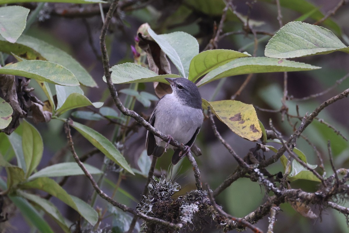 Ash-breasted Sierra Finch - ML622819335