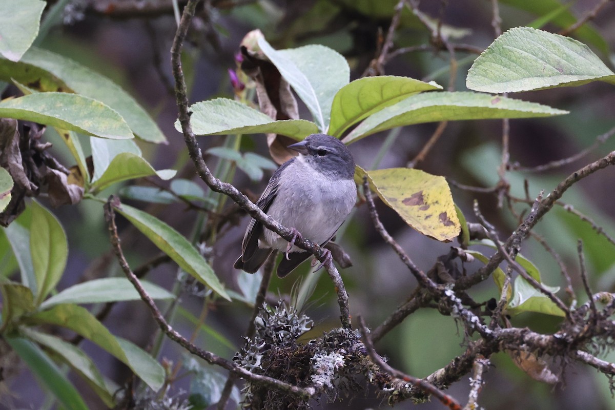 Ash-breasted Sierra Finch - ML622819337