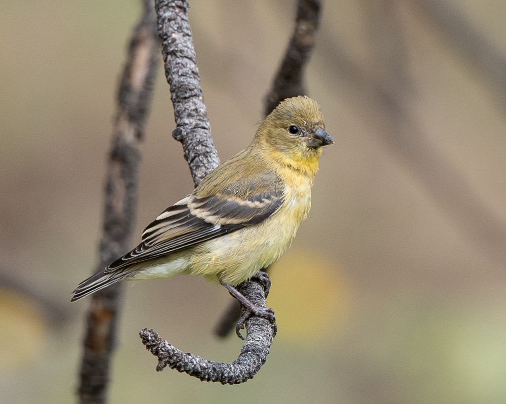 Lesser Goldfinch - ML622819343