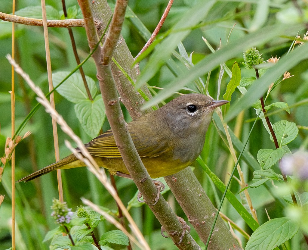 MacGillivray's Warbler - ML622819347