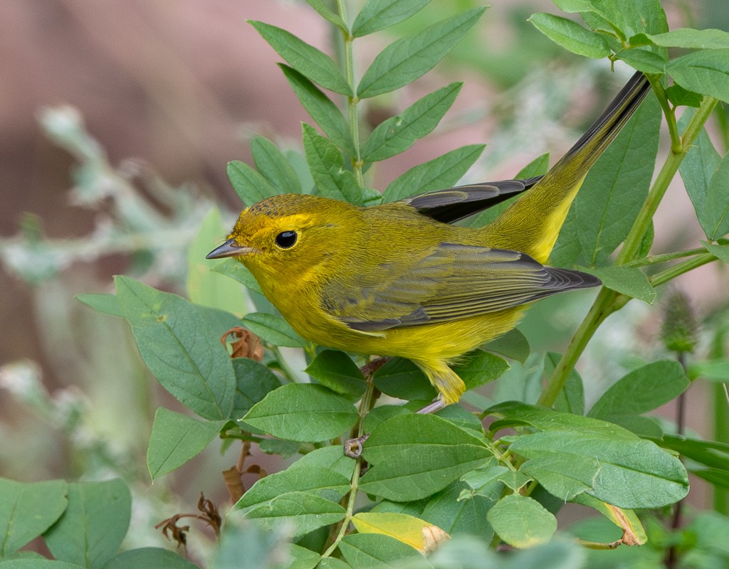 Wilson's Warbler - ML622819351