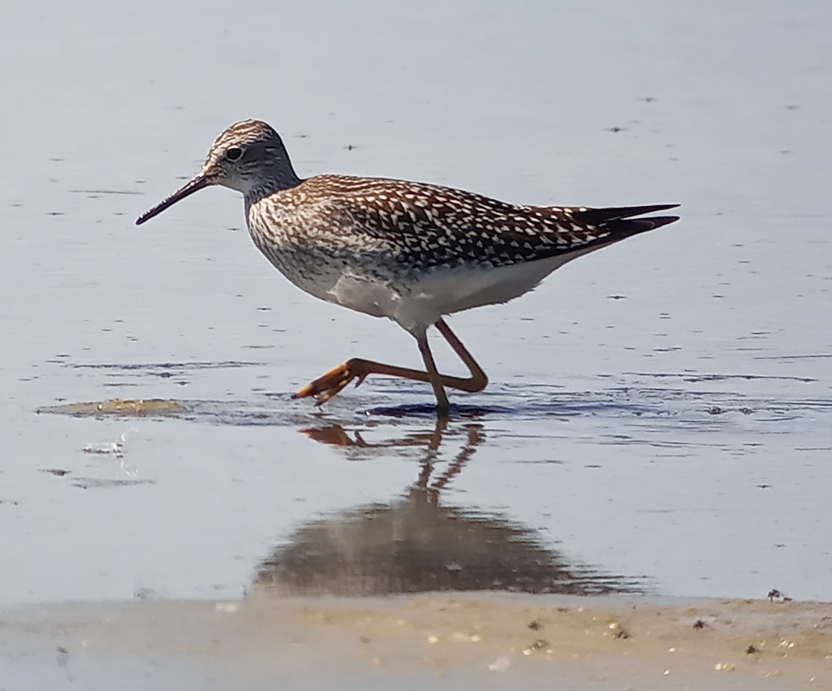 Lesser Yellowlegs - ML622819381