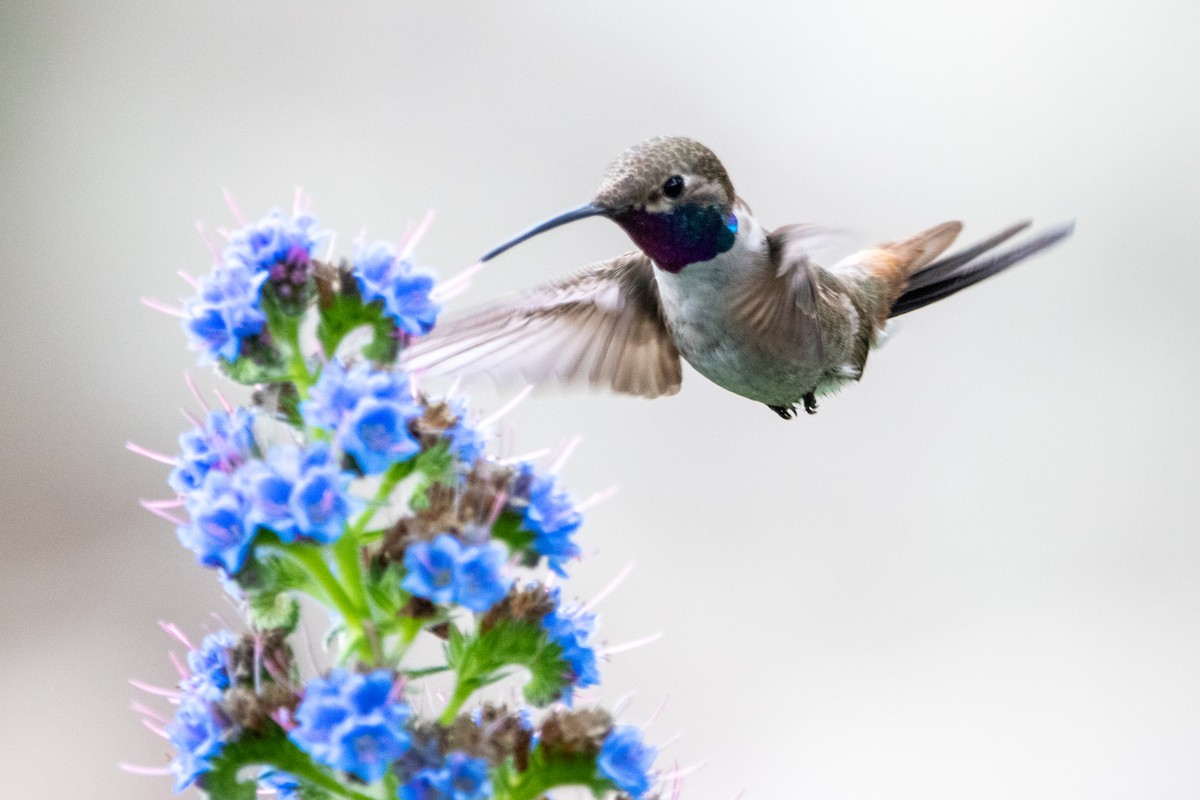 Oasis Hummingbird - Nicolás Núñez