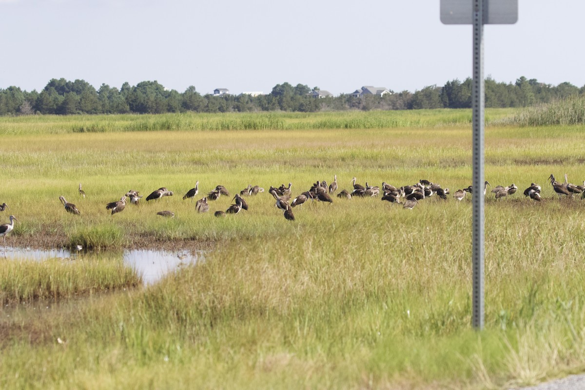 White Ibis - ML622819427