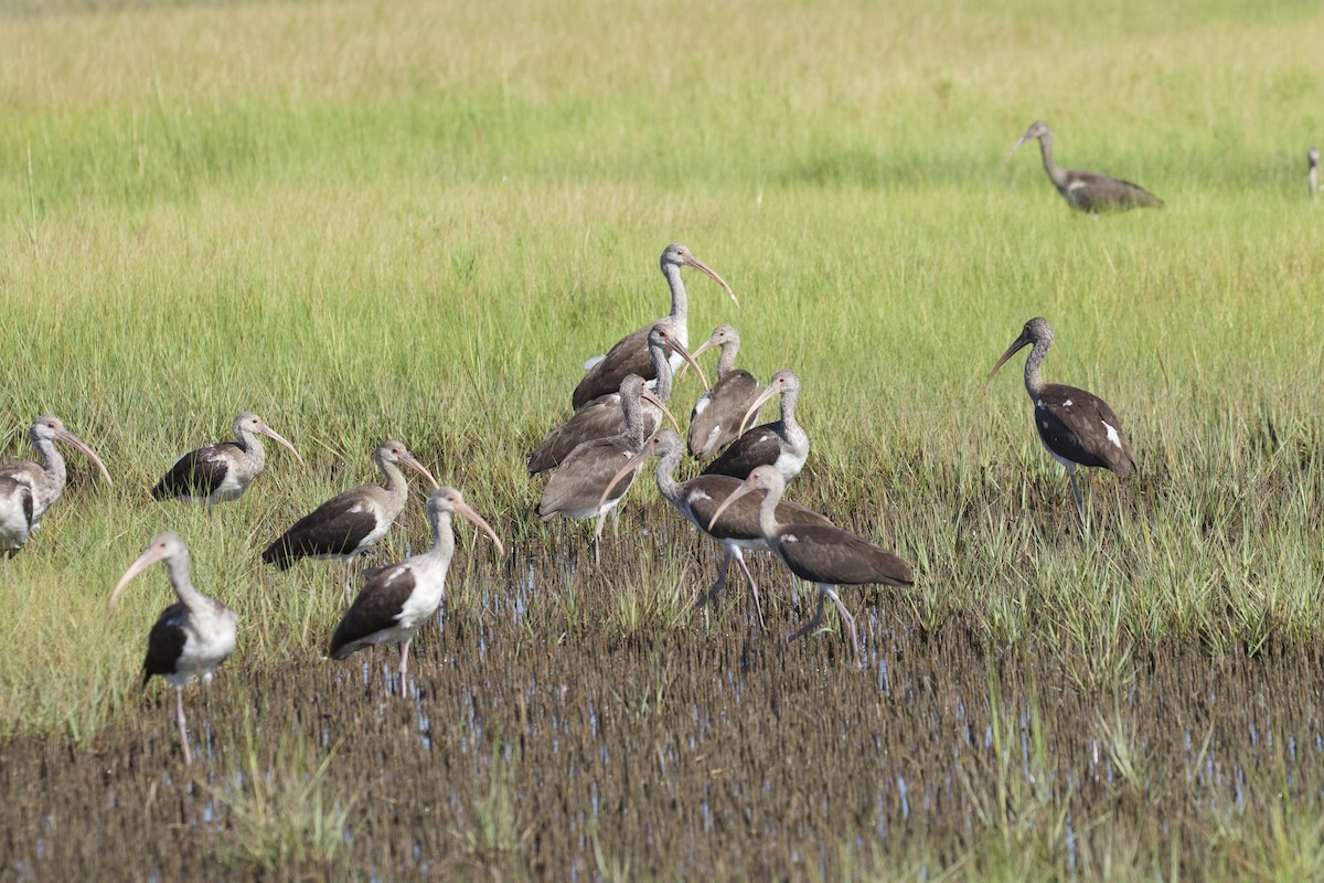 White Ibis - ML622819428