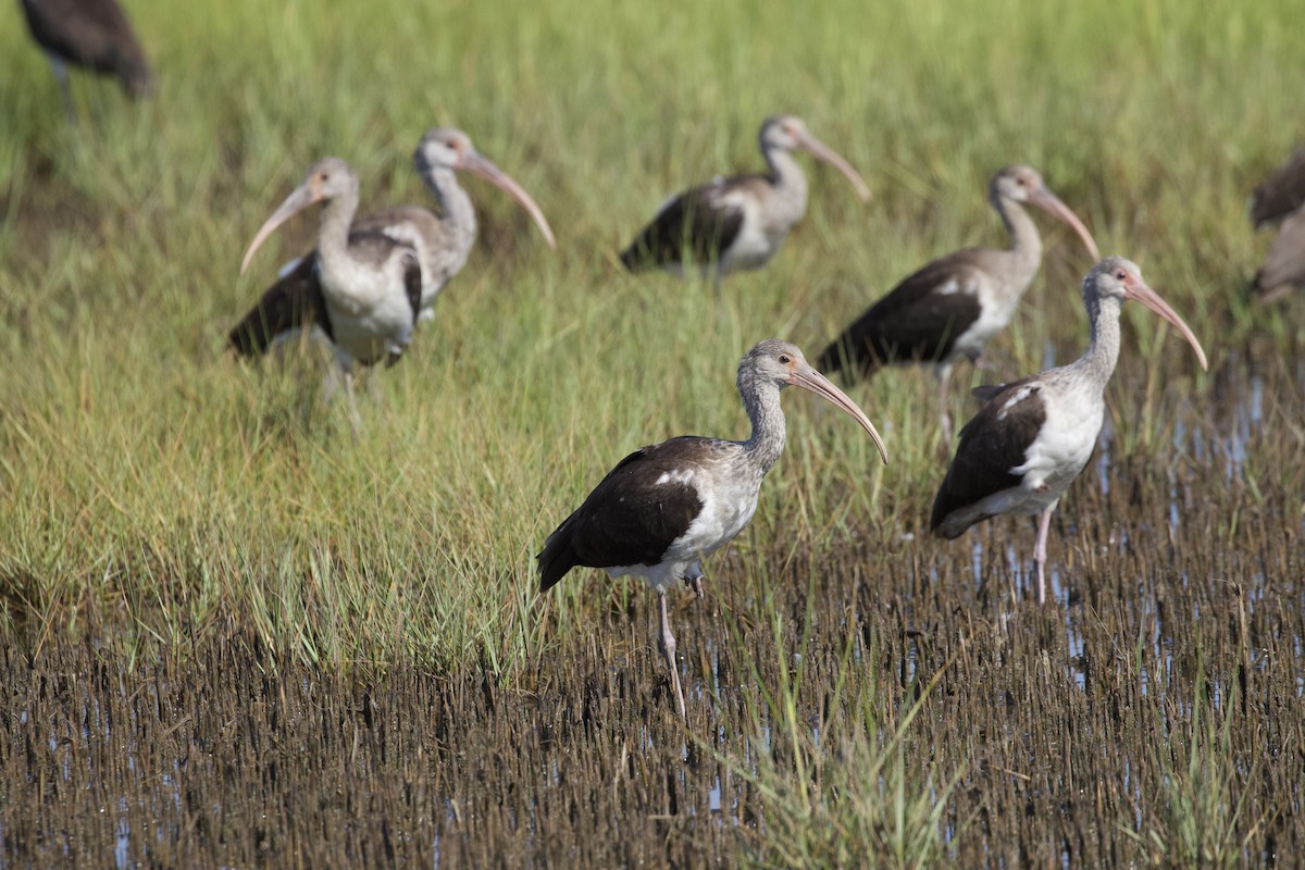 White Ibis - ML622819429