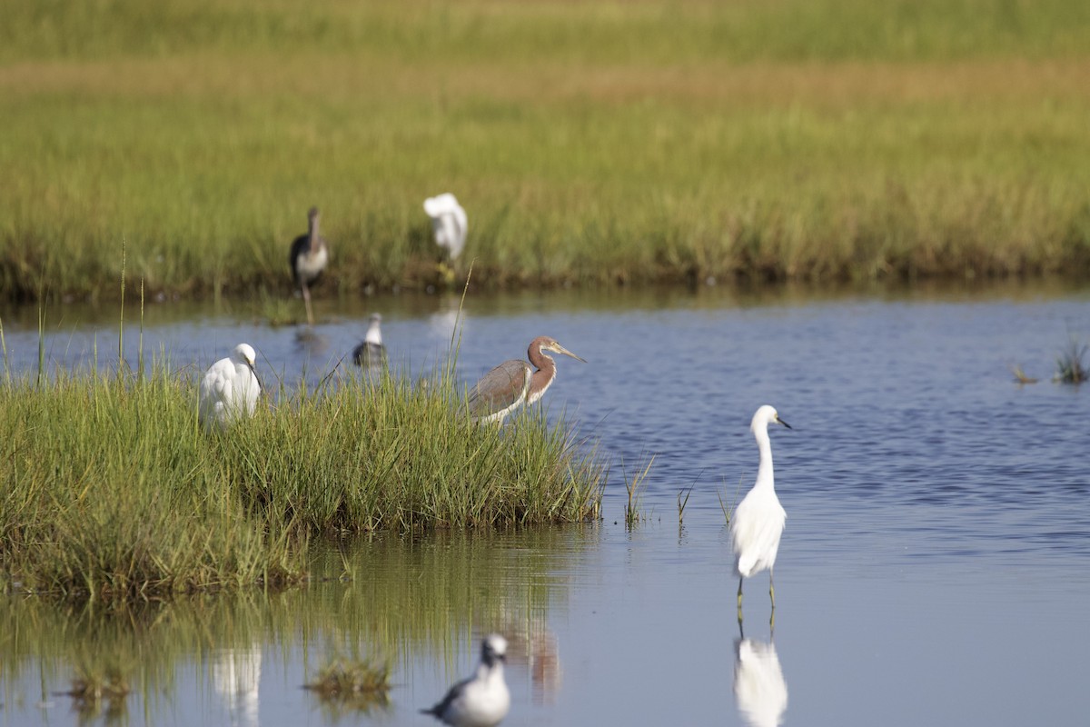 Tricolored Heron - ML622819439