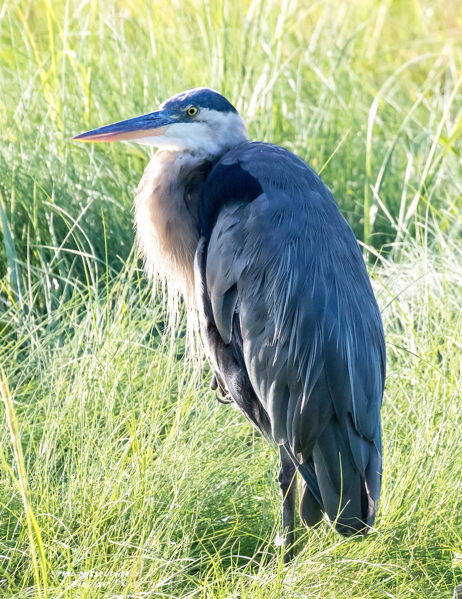 Great Blue Heron - ML622819483