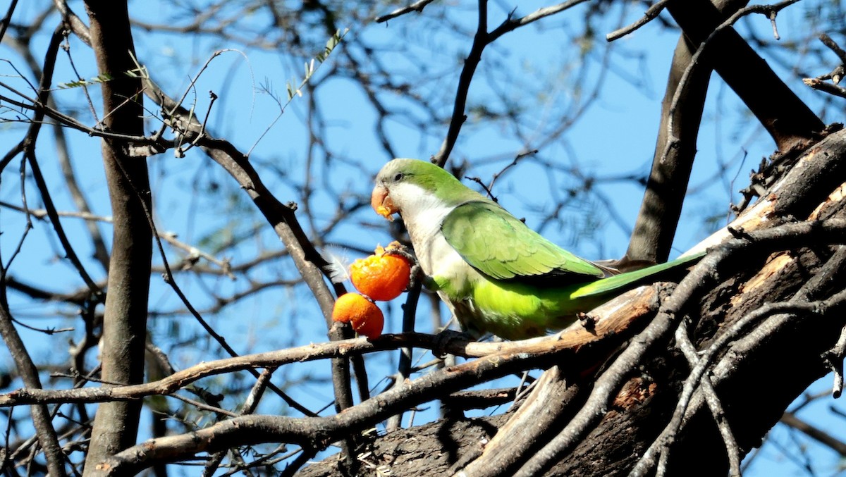 Monk Parakeet - Ana Veronica De Cesare