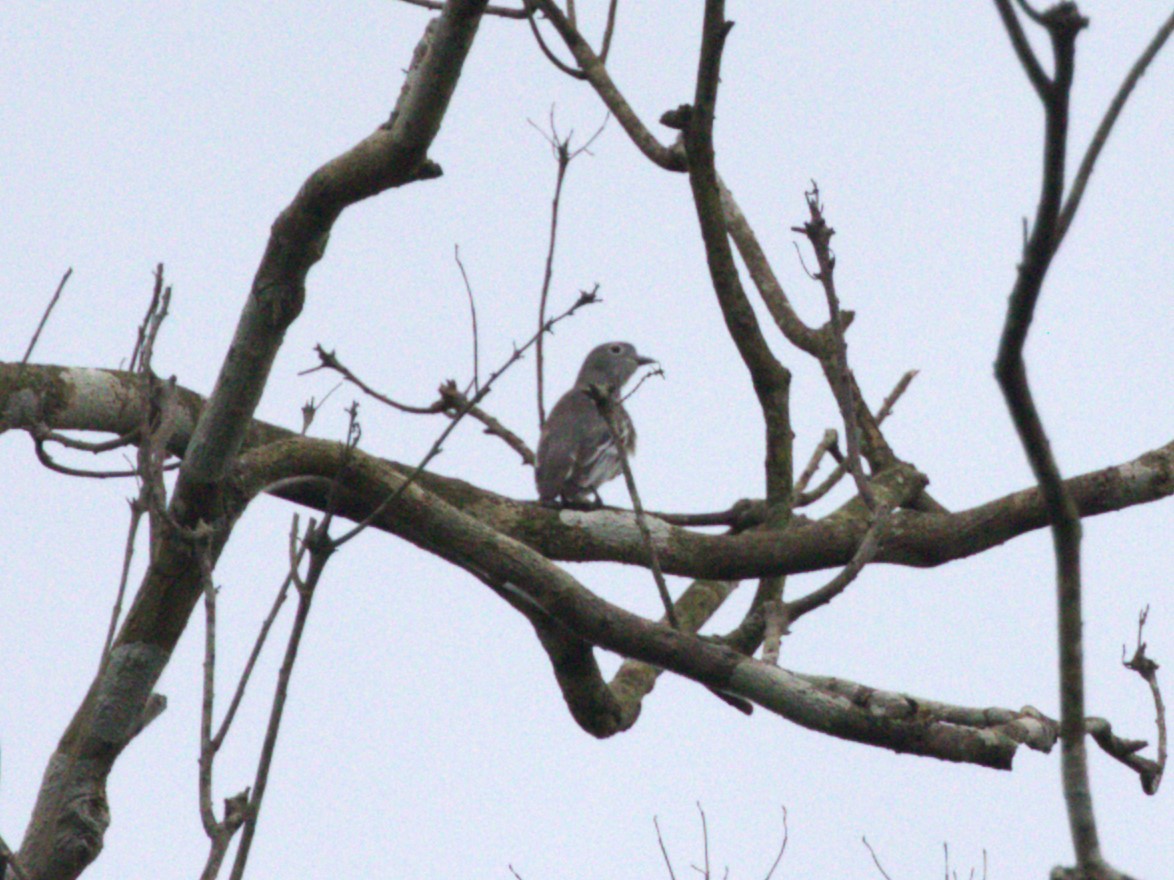 Snowy Cotinga - Menachem Goldstein