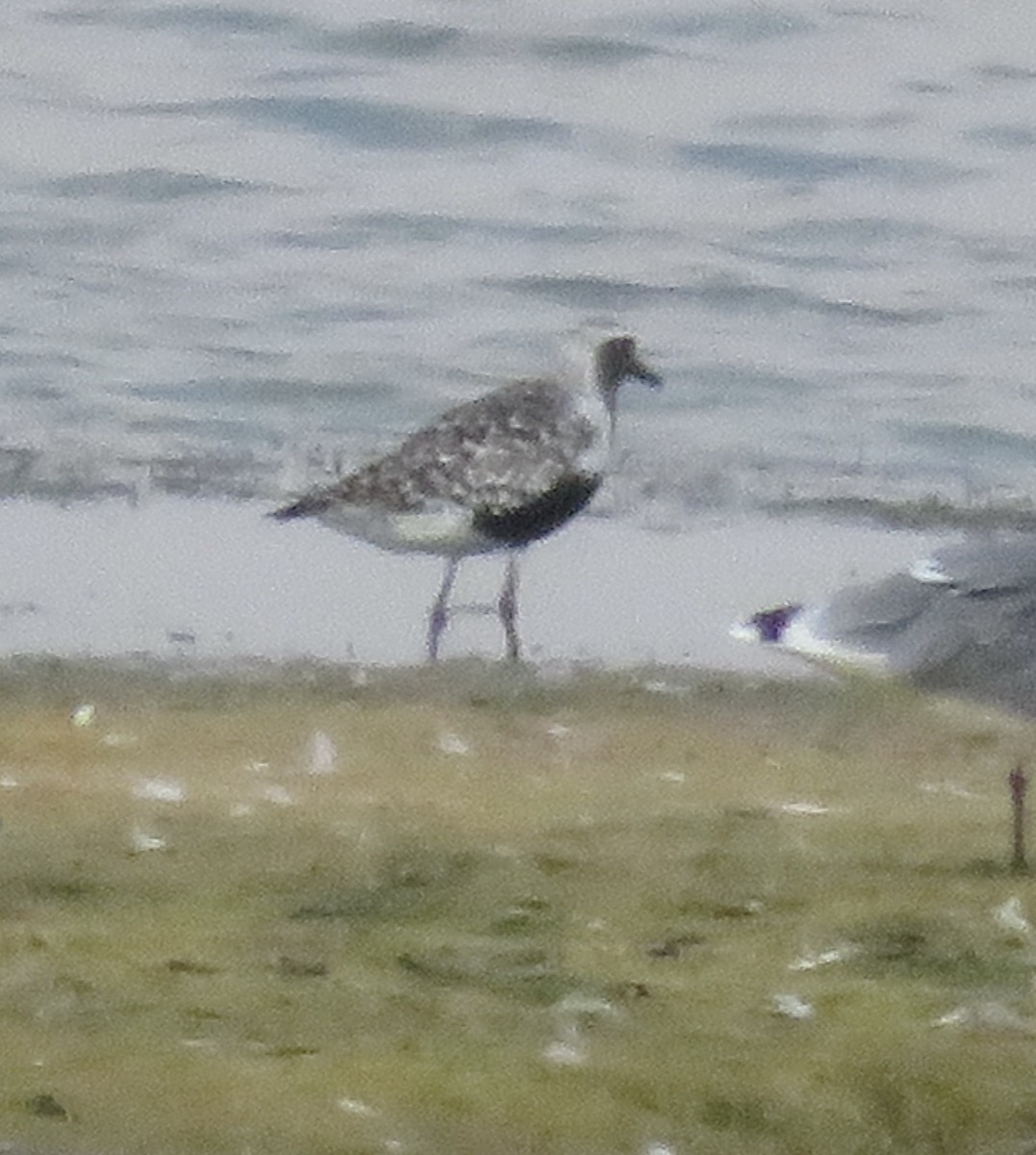 Black-bellied Plover - David Forbes